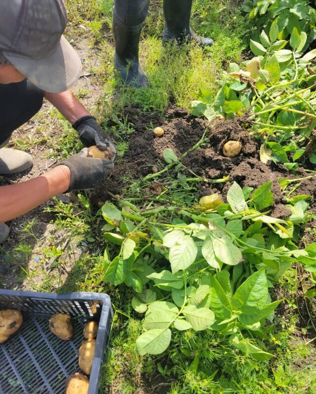 今日は春野の畑で，皆んなで
じゃがいも掘り🥔🥔しています〜

天気も良いし，どんどん出てくる
じゃがいもを一所懸命掘り出していますよ‼️😄

じゃがいも🥔は、
販売弁当に入れたり、
5.30のマルシェで販売する
コロッケに使いますよ！💪

新鮮な素材で、お弁当🍙🍱作っていきたいです♪

#春野野菜手作りお弁当のユウアンドアイ 
#春野町東諸木
#いわた農園
#ユウアンドアイ
#就労継続支援B型