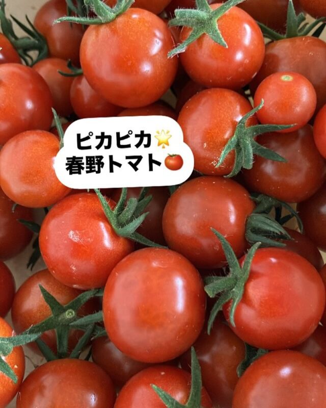 春野町東諸木のいわた農園で、トマト🍅が採れています。

ツヤツヤ🌟して，トマトのとても良い香りがしています。

今月の6.27のマルシェでは、久しぶりにトマトゼリー🍅🍅作ります！

ミントも大きく育っているので、バッチリです！

職員がトマトゼリーは大好きで、お客様より多く買っているかもです😁
ミニトマトが5個ぐらい丸々入っていて、トマト感たっぷりのゼリーで、夏には最高に美味しいです！

#ユウアンドアイ
#高知
#春野野菜手作りお弁当のユウアンドアイ 
#春野野菜
#春野町東諸木
#いわた農園
#就労継続支援B型